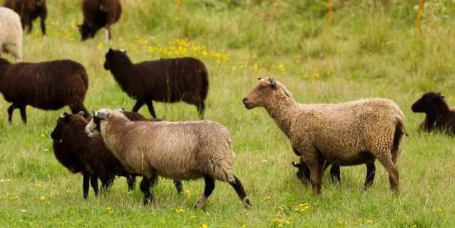 Sipoonkorven poluilla voi törmätä lampaisiin. Kuva: K Hypen