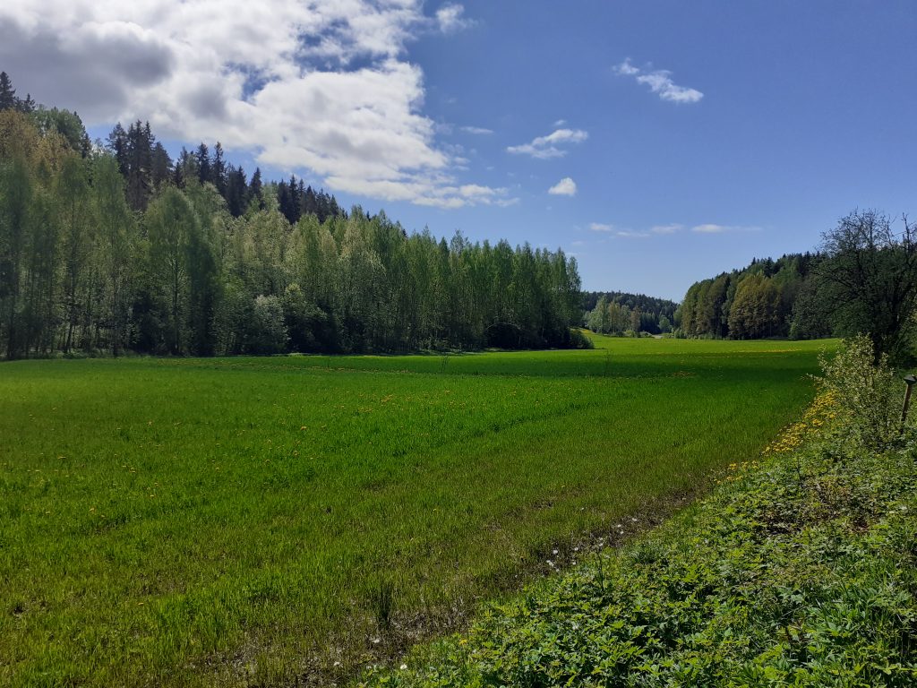 Peltomaisema Sipoonkorven kansallispuistossa.