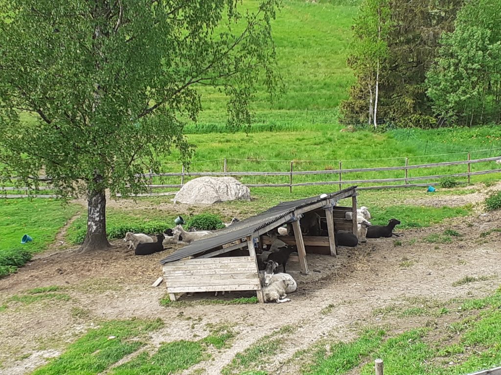 Lampaita Ravintola Tilan terassin edustalla.