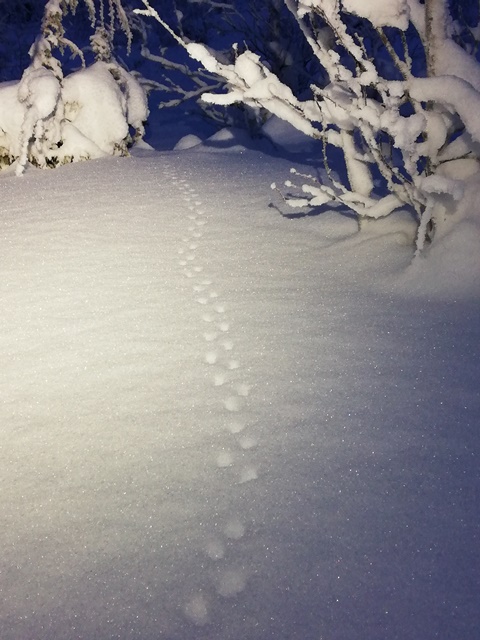 Photo: Tiina Vesterinen. Footprints in Ivalo